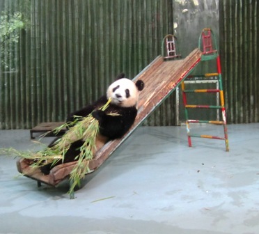 Panda en el Zoo de Shanghai....